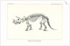 ‘Triceratops prorsus’ by Unknown
